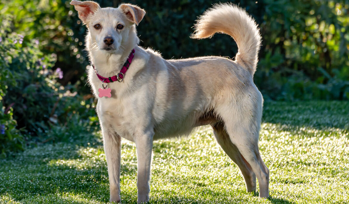 Famiglia risarcita per il continuo abbaiare dei cani ospitati in un immobile vicino